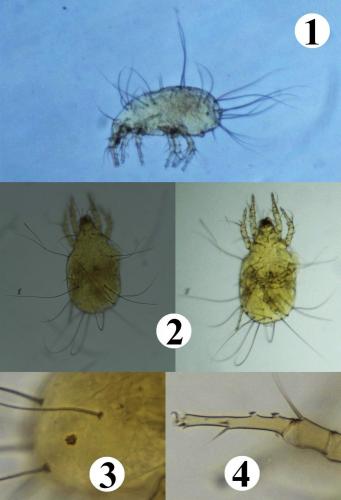 Tyrophagus savasi